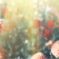 8327 Dahlien
