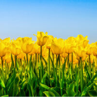 8330 Tulpenfeld